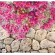 PASSATOIA STAMPATA ROTOLO 20MTX52CM BOUGAINVILLE SPRINTY KOBEL